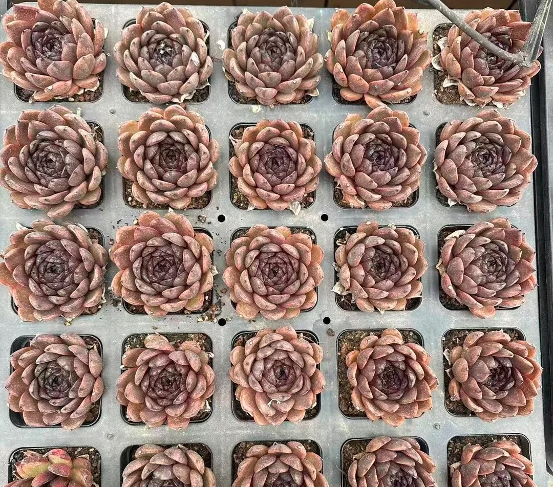 plant Aeonium Echeveria Haworthia  Caudex  Lithops Cactus  Agave 