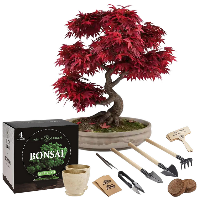 Japanese Red Maple Bonsai Tree Seeds Complete Bonsai Starter Kit 