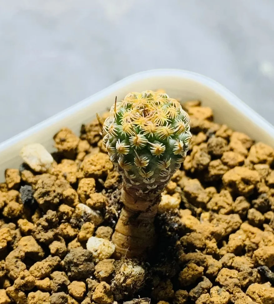 plant Aeonium Echeveria Haworthia  Caudex  Lithops Cactus  Agave 