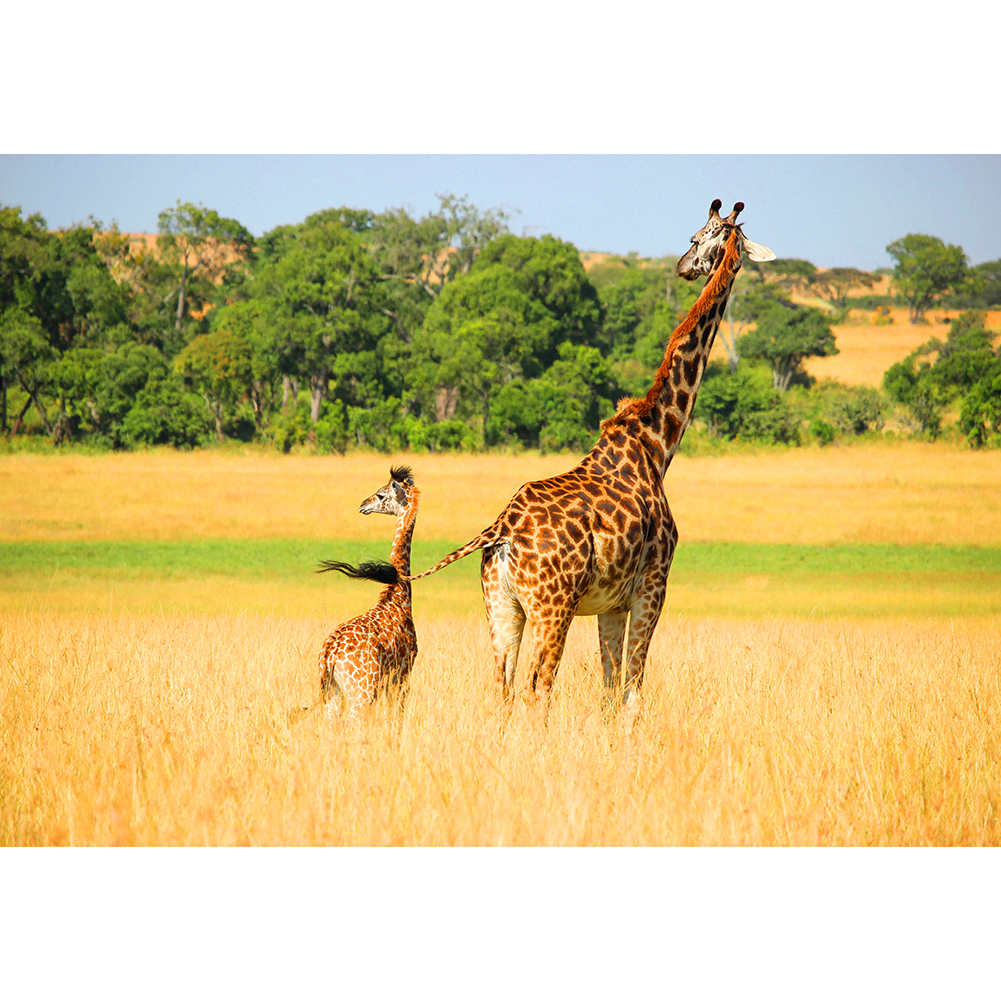 

Giraffes - 1000 Pieces Jigsaw Puzzle, 501 Original