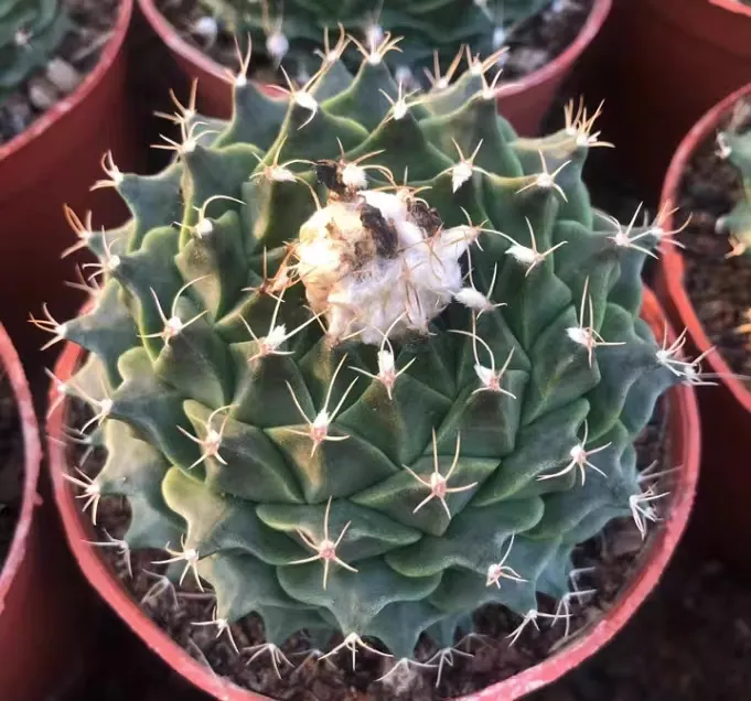 plant Aeonium Echeveria Haworthia  Caudex  Lithops Cactus  Agave 