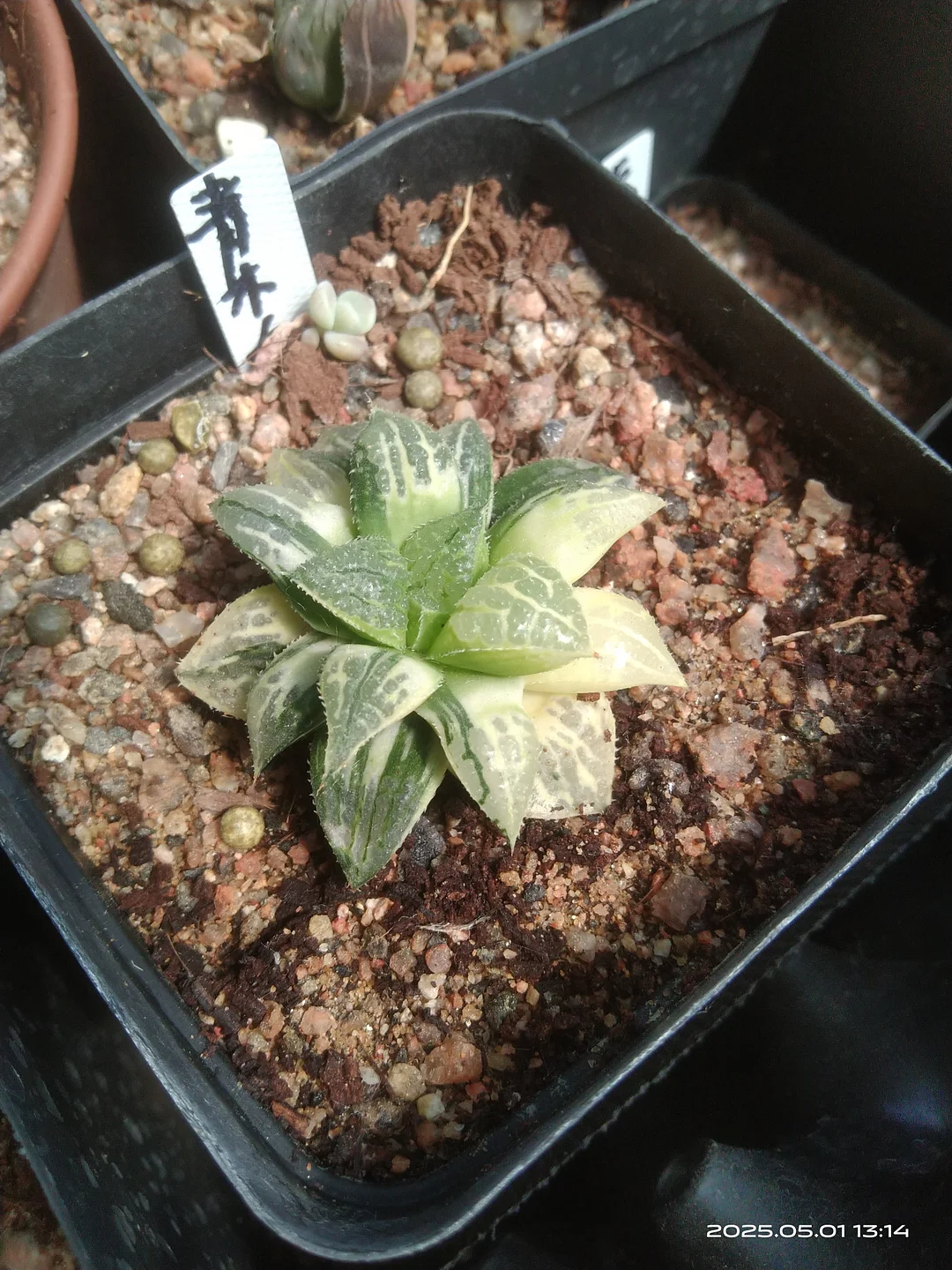 onestock.Queen Aoki 6cm/ Haworthia/ Succulent plants / Garden landscape / Carefully select healthy plants