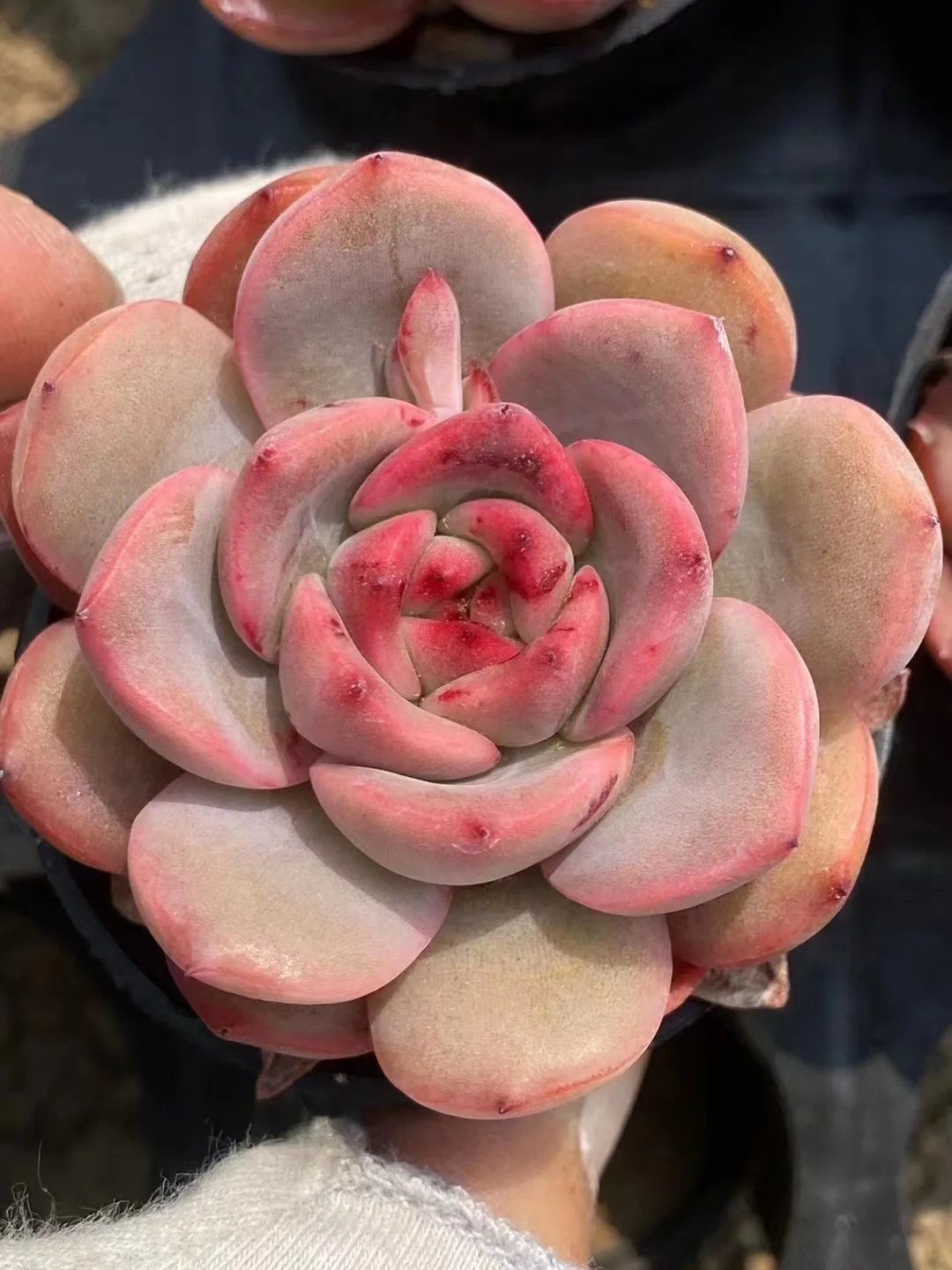 plant Aeonium Echeveria Haworthia  Caudex  Lithops Cactus  Agave 