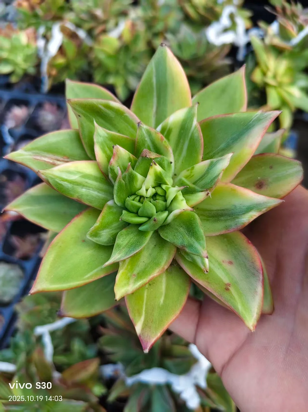 plant Aeonium Echeveria Haworthia  Caudex  Lithops Cactus  Agave 