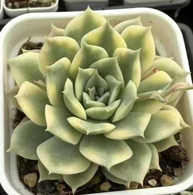 plant Aeonium Echeveria Haworthia  Caudex  Lithops Cactus  Agave 