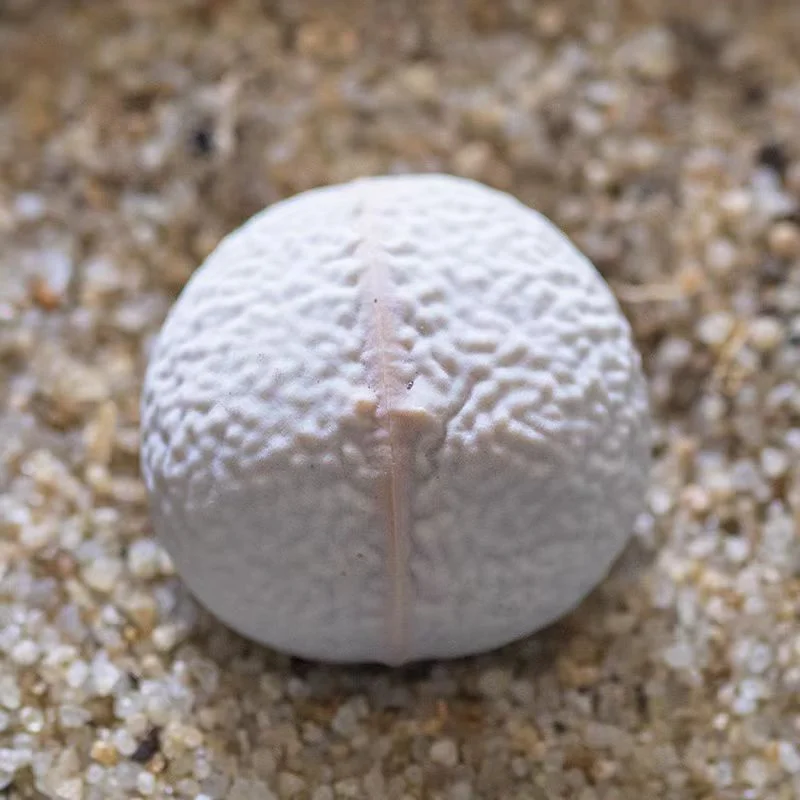 plant Aeonium Echeveria Haworthia  Caudex  Lithops Cactus  Agave 