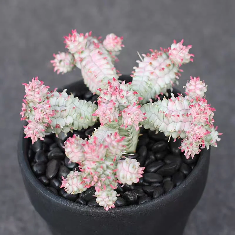 660. Euphorbia mammillaris  /Cactus plants / Succulent plants/Garden landscape / Carefully select healthy plants