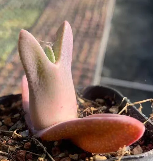 plant Aeonium Echeveria Haworthia  Caudex  Lithops Cactus  Agave 