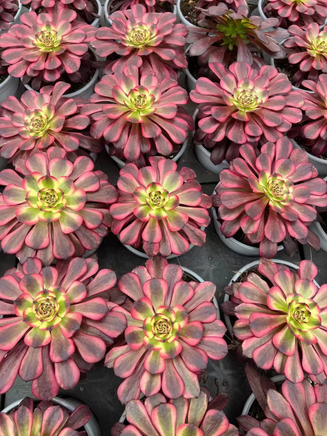 plant Aeonium Echeveria Haworthia  Caudex  Lithops Cactus  Agave 