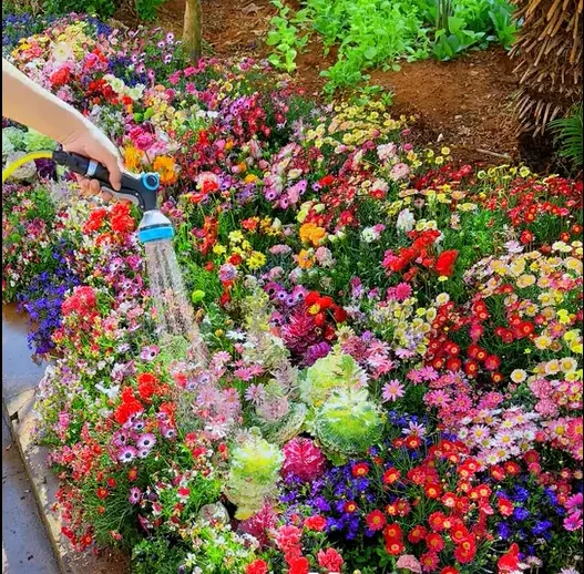 👍Mixed Perennial Flower Seeds – 60+ Varieties for Endless Blooms