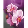 Phalaenopsis | Full Round Diamond Painting Kits