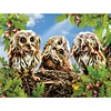 (5 Sizes) Owl-Full Square Diamond Painting
