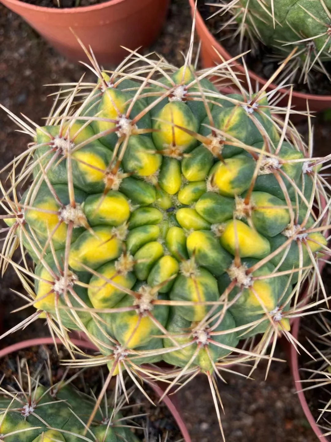 plant Aeonium Echeveria Haworthia  Caudex  Lithops Cactus  Agave 