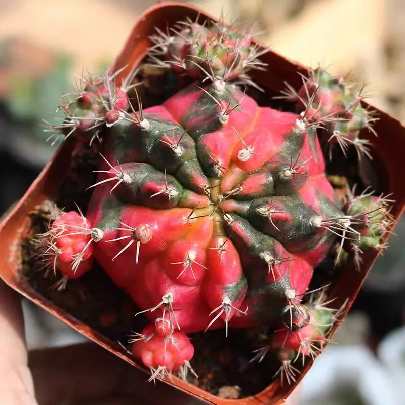 plant Aeonium Echeveria Haworthia  Caudex  Lithops Cactus  Agave 