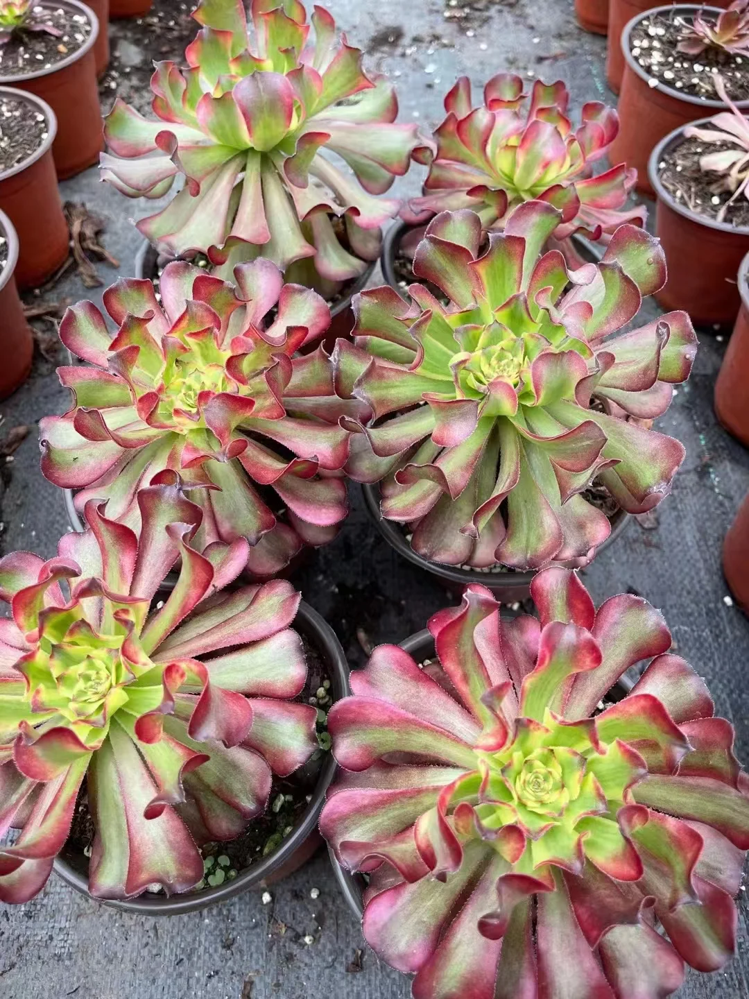 plant Aeonium Echeveria Haworthia  Caudex  Lithops Cactus  Agave 