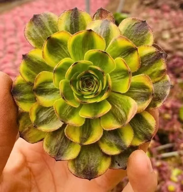 289. Halloween variation  single head and cutting / Aeonium plants / Garden landscape / Carefully select healthy plants