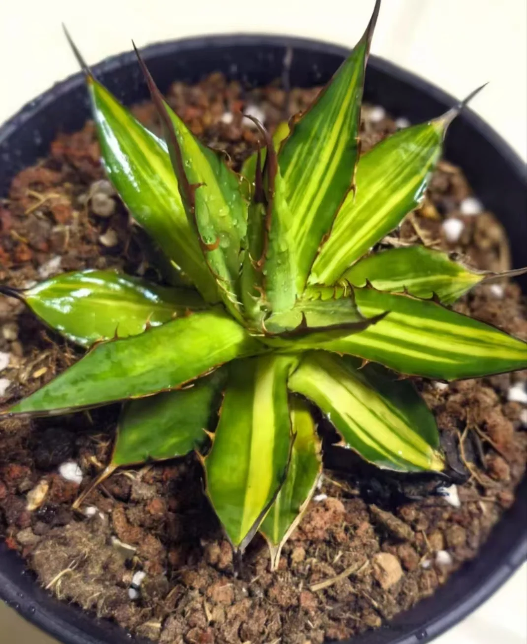 1147.Agave horrida striata /Agave plants / Succulent plants / Garden landscape / Carefully select healthy plants