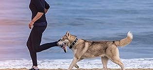 Mollypaws pet hair remover