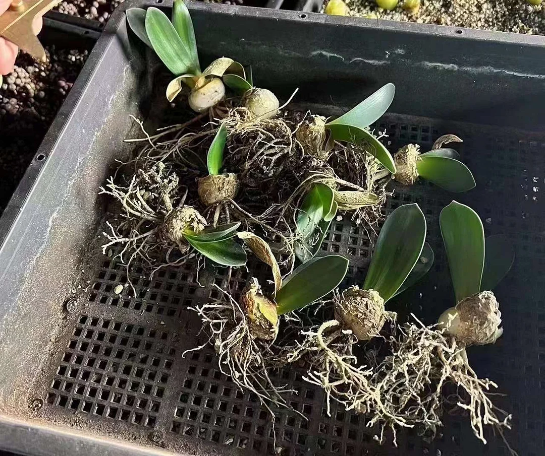 plant Aeonium Echeveria Haworthia  Caudex  Lithops Cactus  Agave 