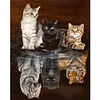 Cats- Round/Square AB Drills Diamond Painting(45*55cm)