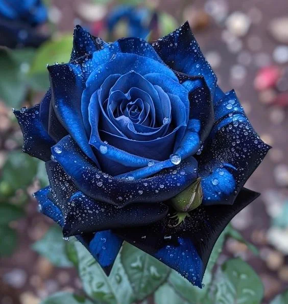 Starlight Mottled Rose - Rare Multicolor