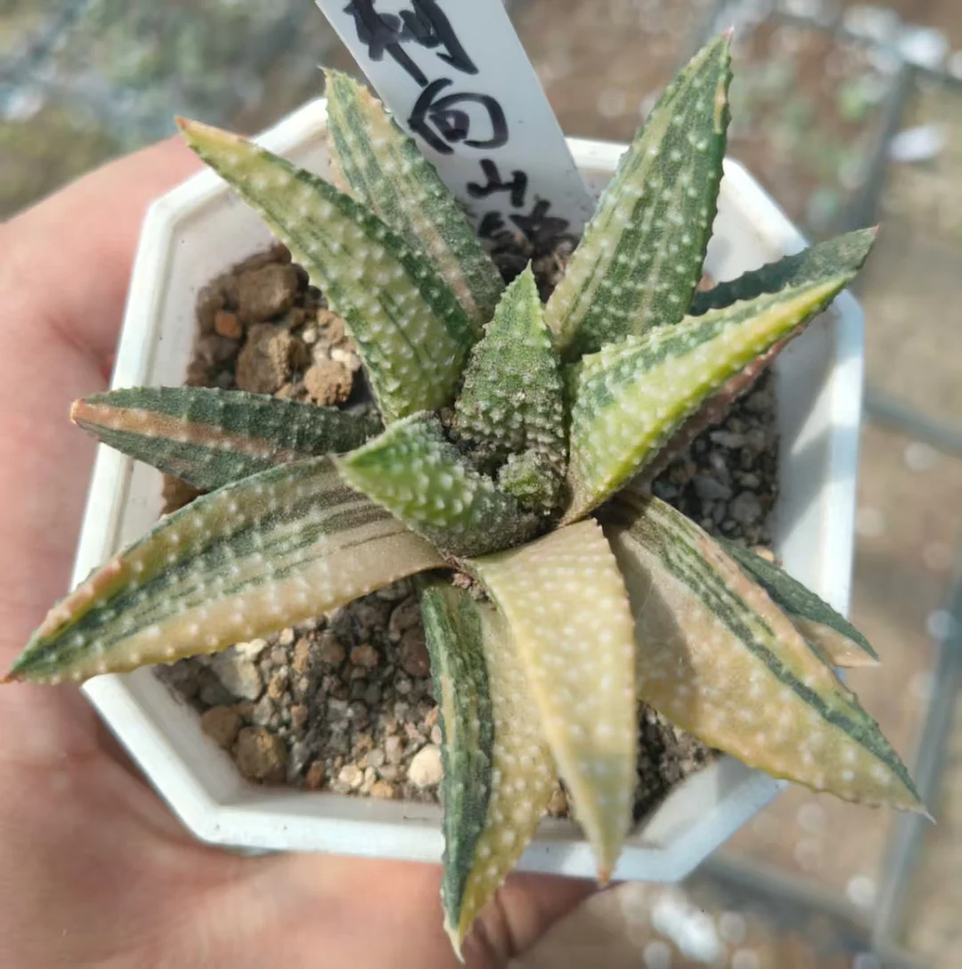 onestock.Haworthia hard leaf hybrid variegata 6cm/ Haworthia/ Succulent plants / Garden landscape / Carefully select healthy plants