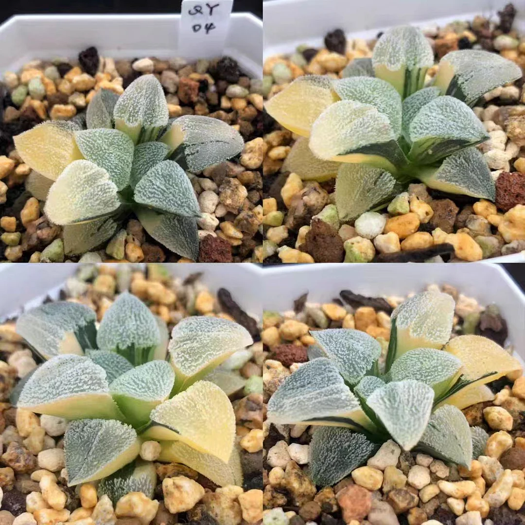 plant Aeonium Echeveria Haworthia  Caudex  Lithops Cactus  Agave 