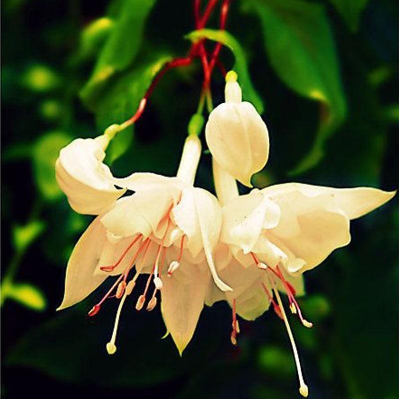 🧚🏼Fuchsia Flowers Seeds-Dancing Elf🪴Bonsai
