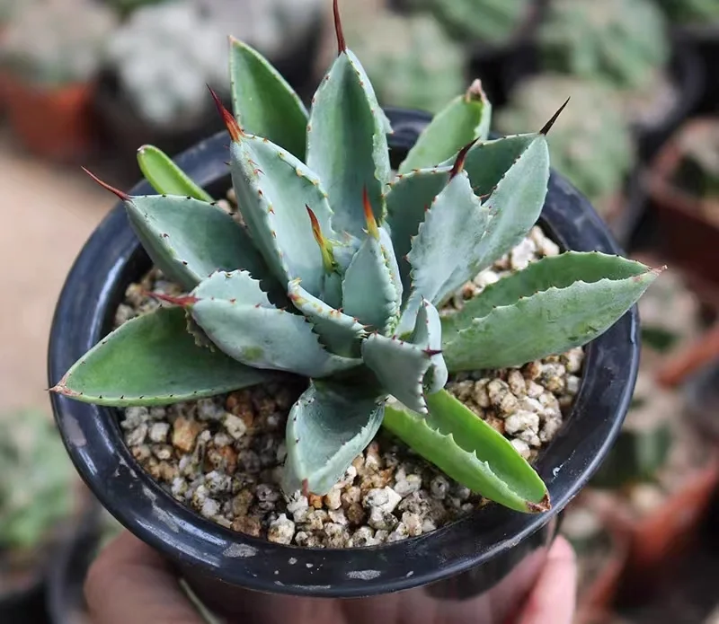 hts32. Agave Potatorum cv Cubic6-8cm/Agave plants / Succulent plants / Garden landscape / Carefully select healthy plants