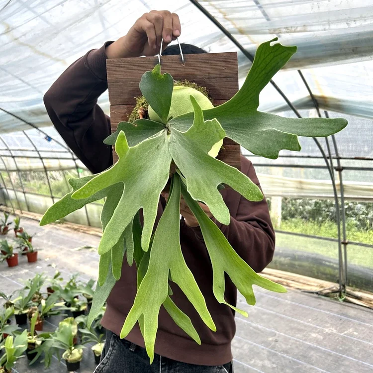 Staghorn Fern Seeds– Cultivate Your Own Exotic Greenery