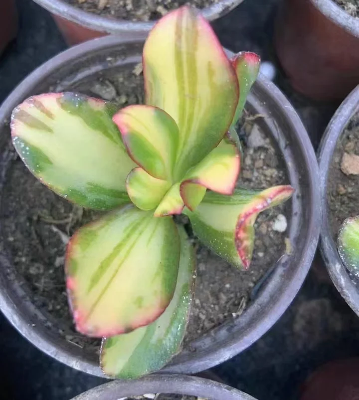 plant Aeonium Echeveria Haworthia  Caudex  Lithops Cactus  Agave 