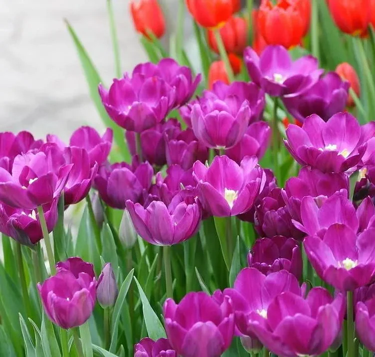 NEU!!!100 Stück/Beutel-Tulpensamen Gartenblumen Pflanzenblumen