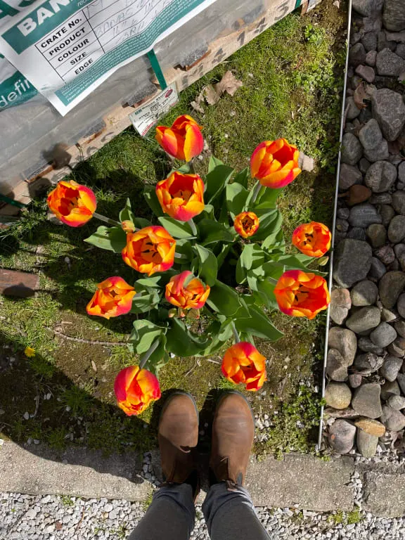 Halley's Comet Jumbo Perennial Tulip Seeds