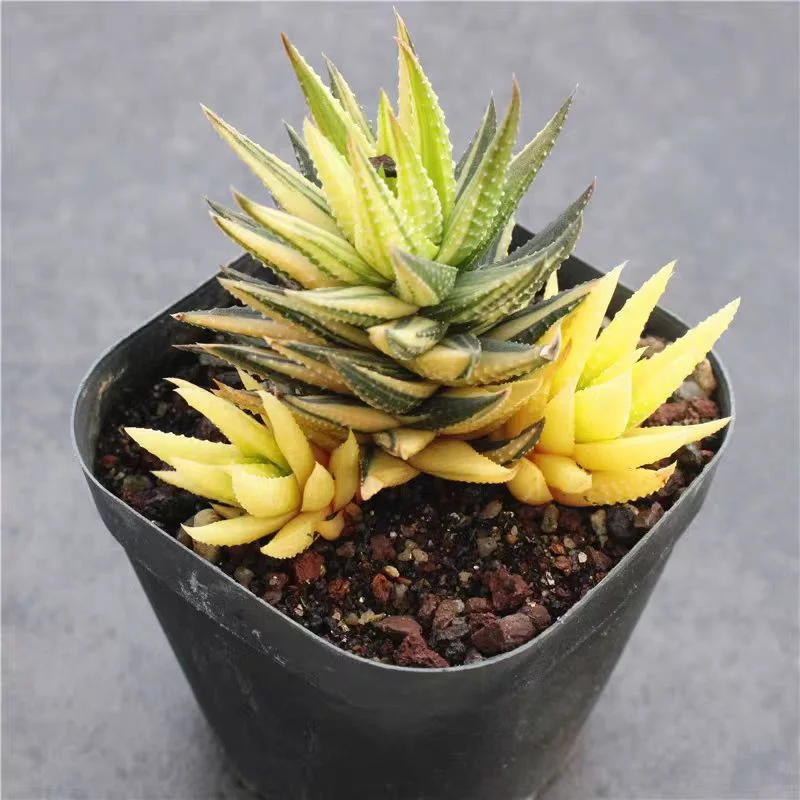 ky3.Haworthia Koteki Nishiki hybrid 3-5cm/ Haworthia  / Succulent plants / Garden landscape / Carefully select healthy plants