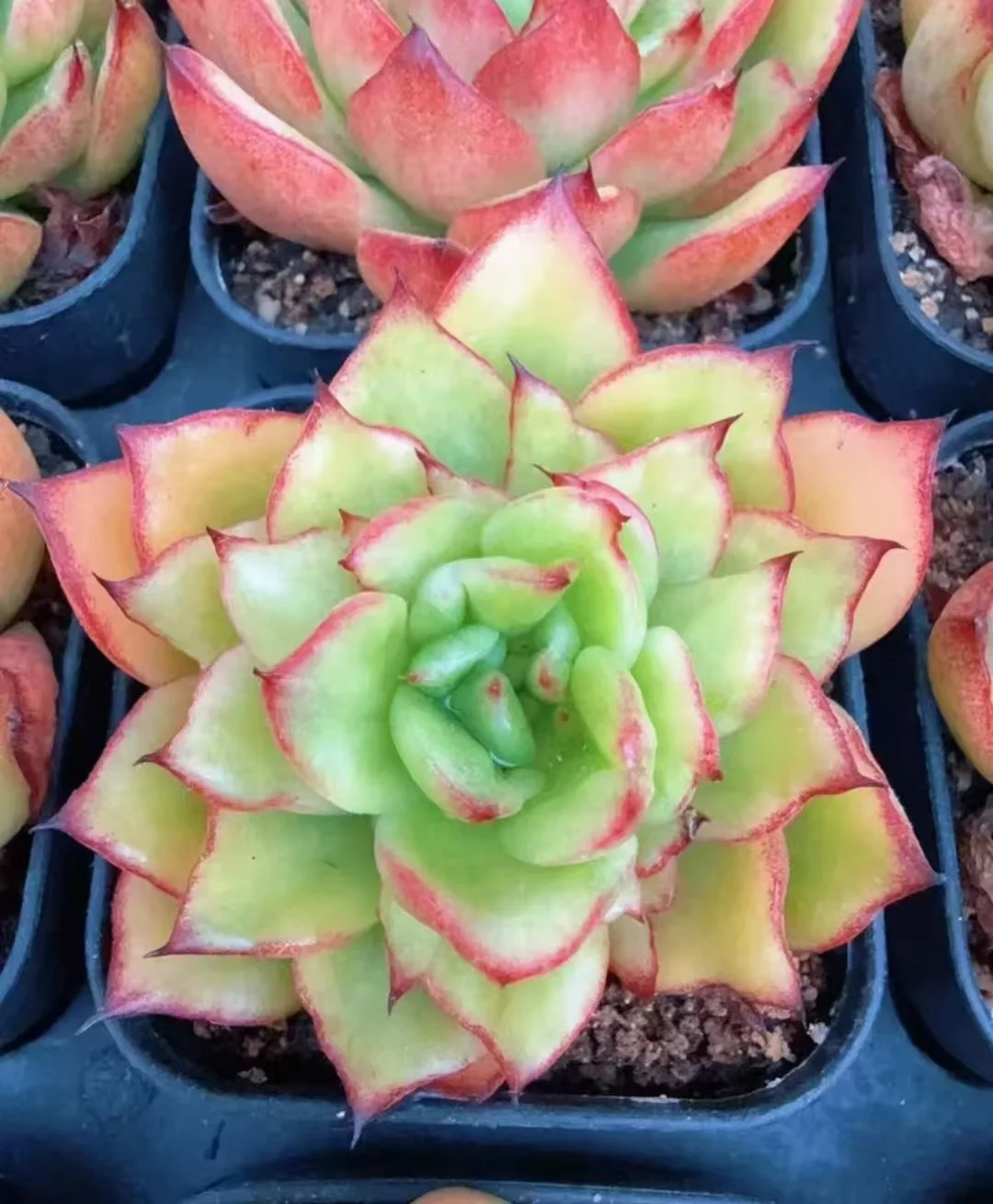 plant Aeonium Echeveria Haworthia  Caudex  Lithops Cactus  Agave 