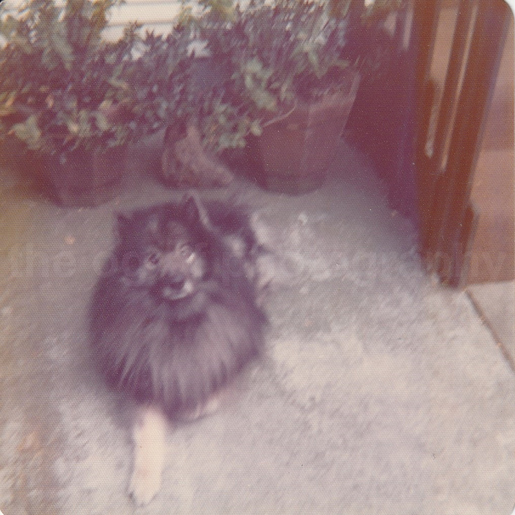 1970's FAMILY DOG Found Photo Poster paintingGRAPH ColorOriginal Snapshot 83 1
