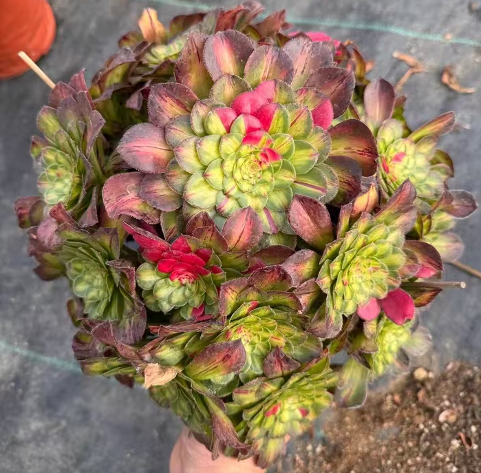 plant Aeonium Echeveria Haworthia  Caudex  Lithops Cactus  Agave 