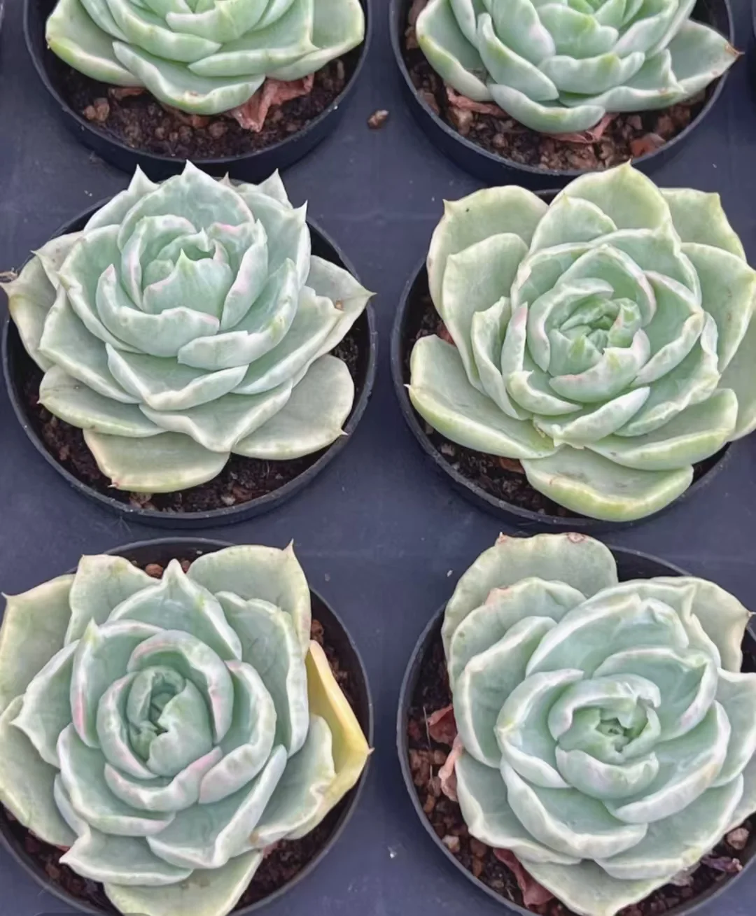plant Aeonium Echeveria Haworthia  Caudex  Lithops Cactus  Agave 