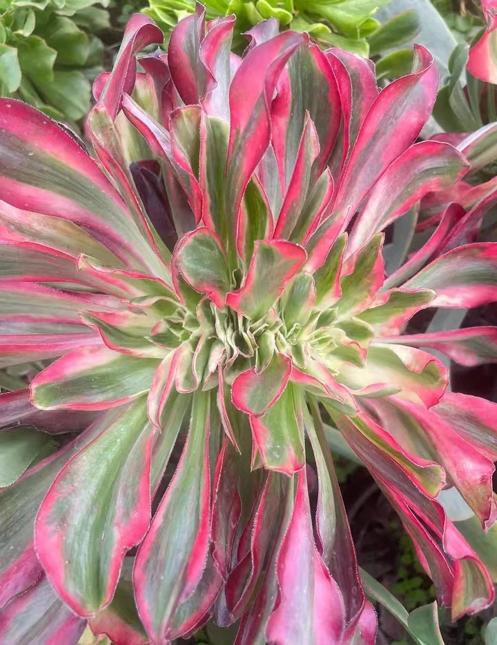 plant Aeonium Echeveria Haworthia  Caudex  Lithops Cactus  Agave 