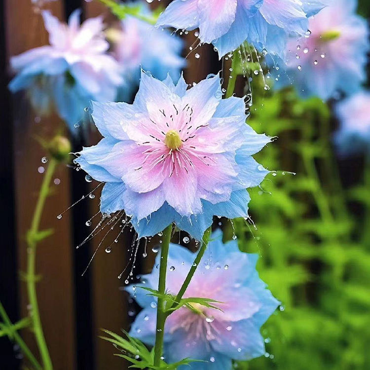 Love-In-A-Mist Seeds, 100pcs/pack