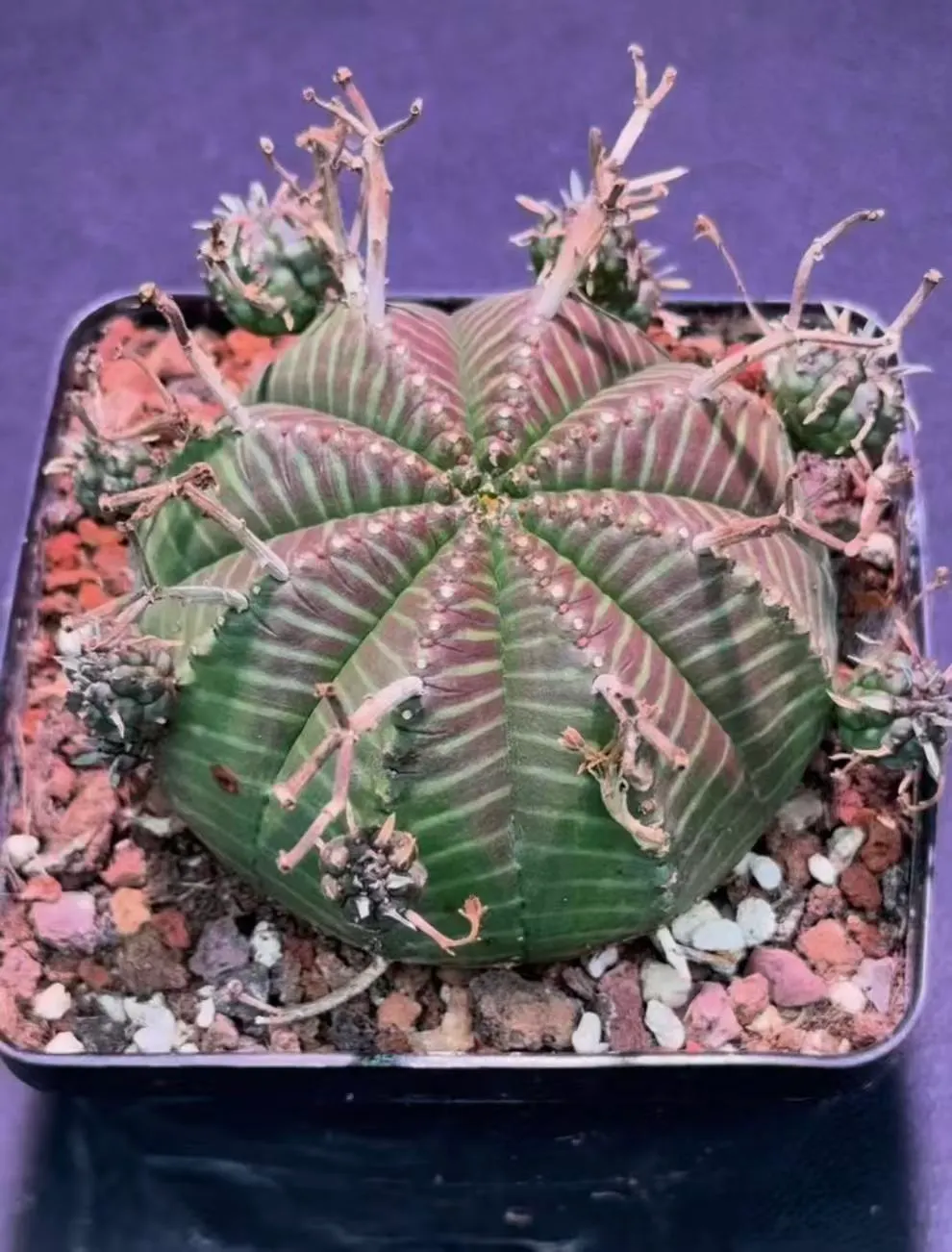 plant Aeonium Echeveria Haworthia  Caudex  Lithops Cactus  Agave 