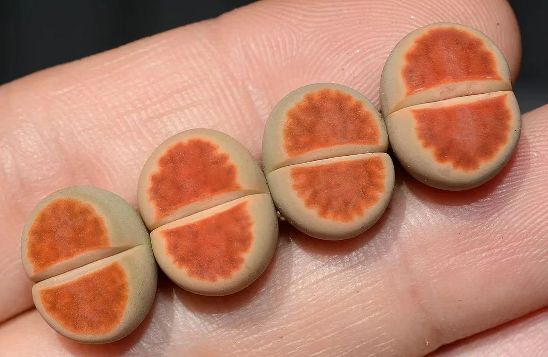 plant Aeonium Echeveria Haworthia  Caudex  Lithops Cactus  Agave 