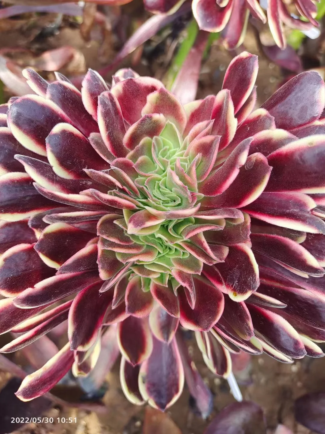 plant Aeonium Echeveria Haworthia  Caudex  Lithops Cactus  Agave 