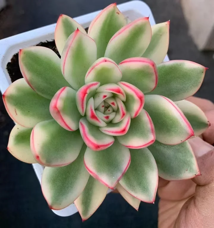 plant Aeonium Echeveria Haworthia  Caudex  Lithops Cactus  Agave 