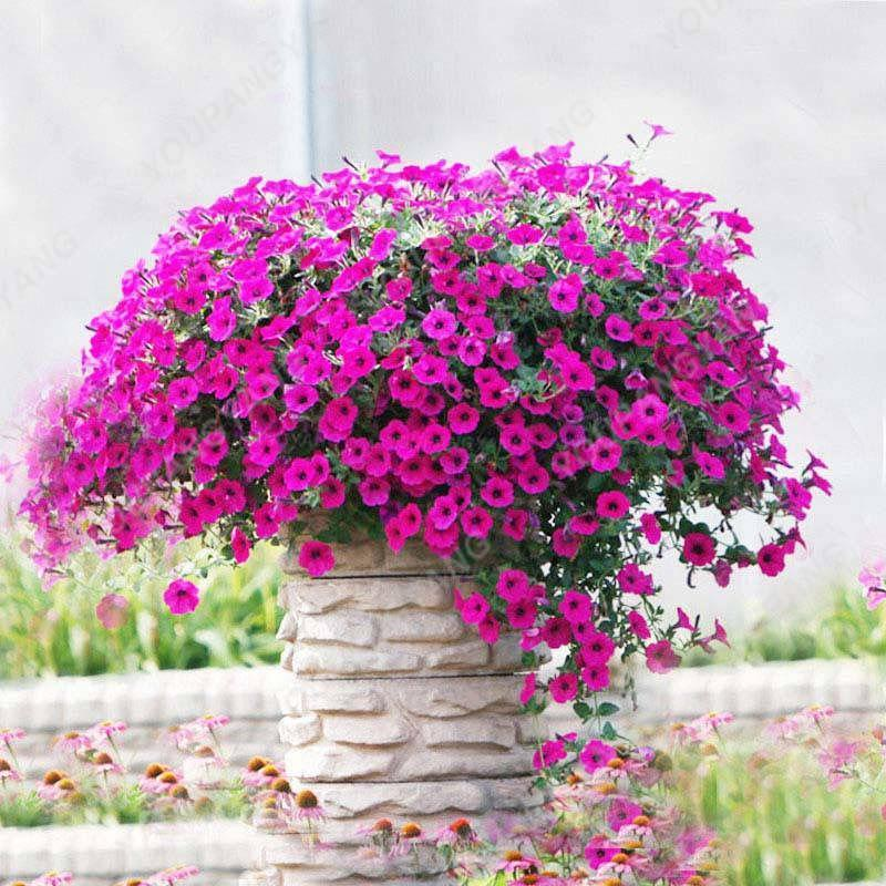 Multi-Colored  Petunia-Chilean Morning Glory Seeds