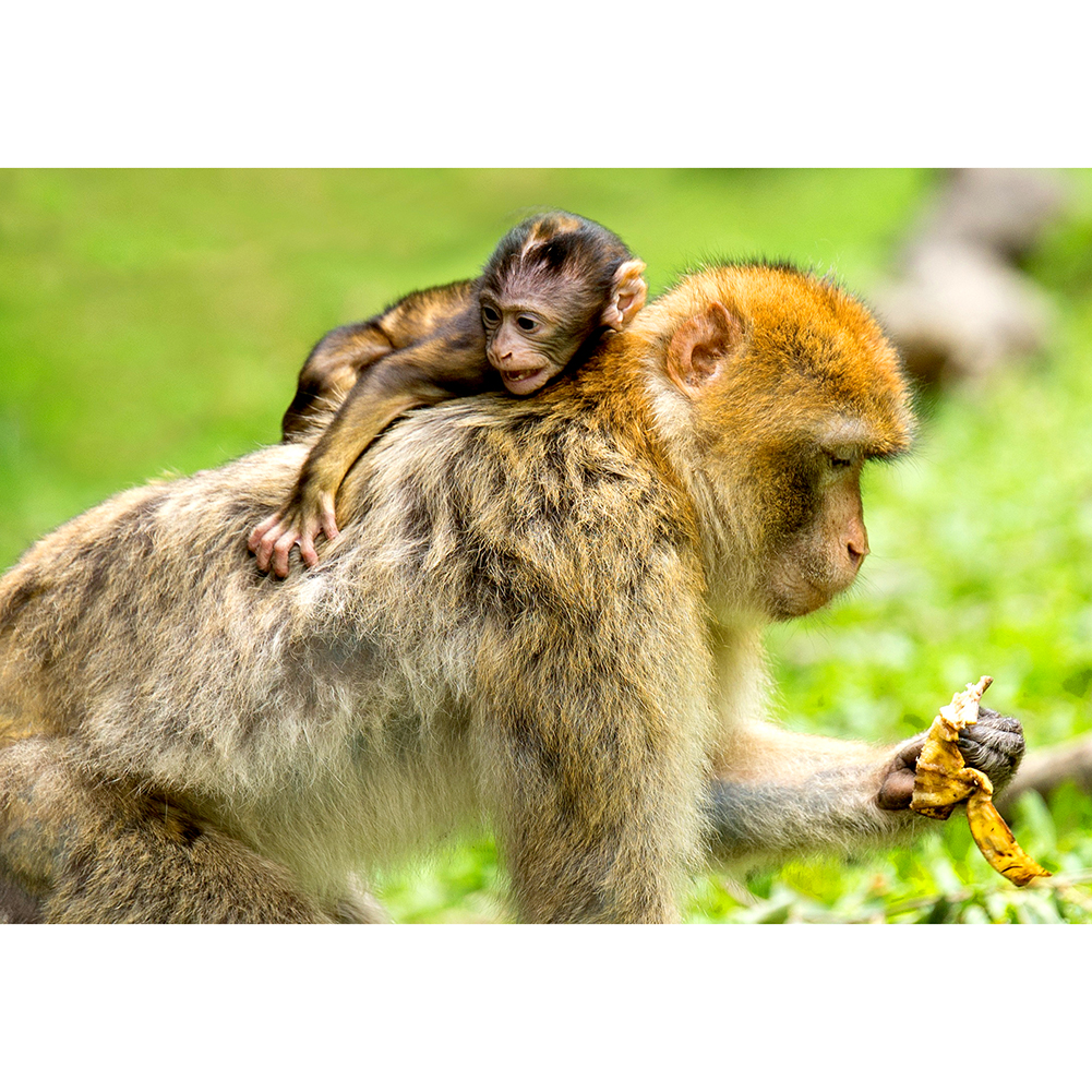 

Monkey on Grass - 1000 Pieces Jigsaw Puzzle, 501 Original