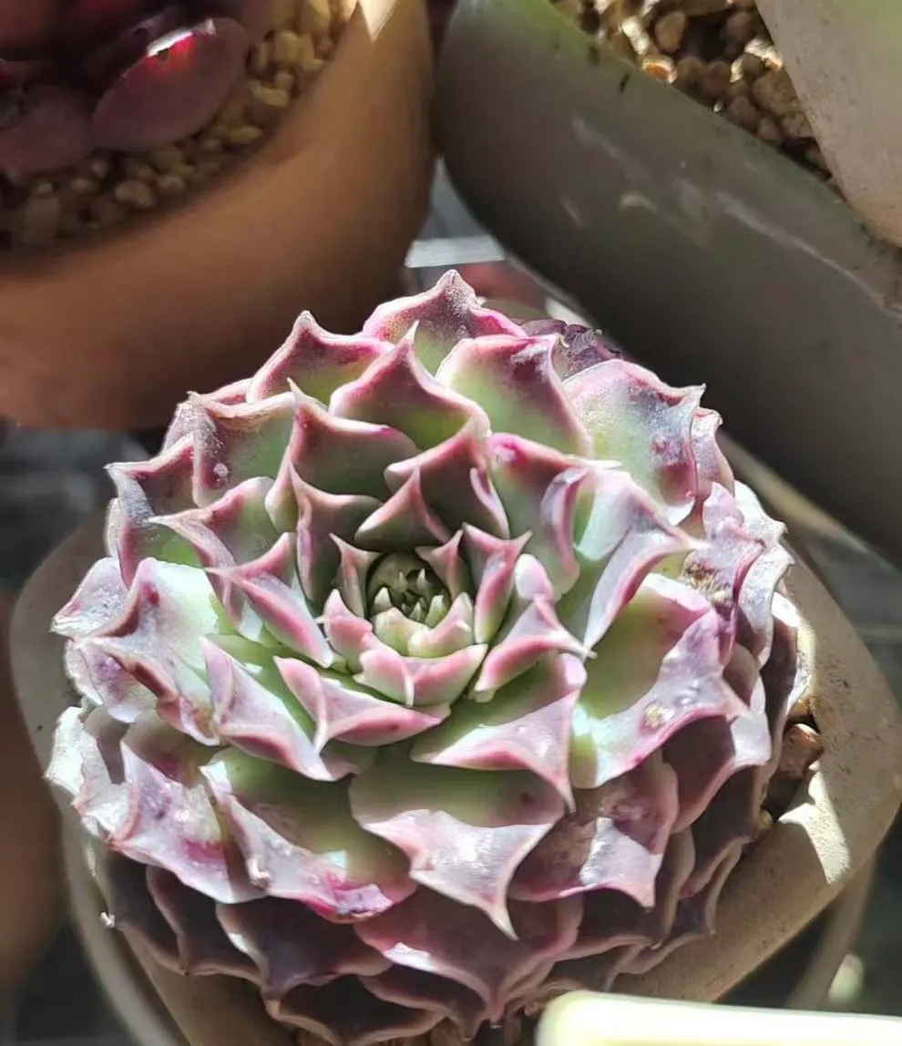 plant Aeonium Echeveria Haworthia  Caudex  Lithops Cactus  Agave 