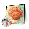 uk.everydayedeals (Limited Stock)Paint By Number - Oil Painting -  Shell (40*40Cm)