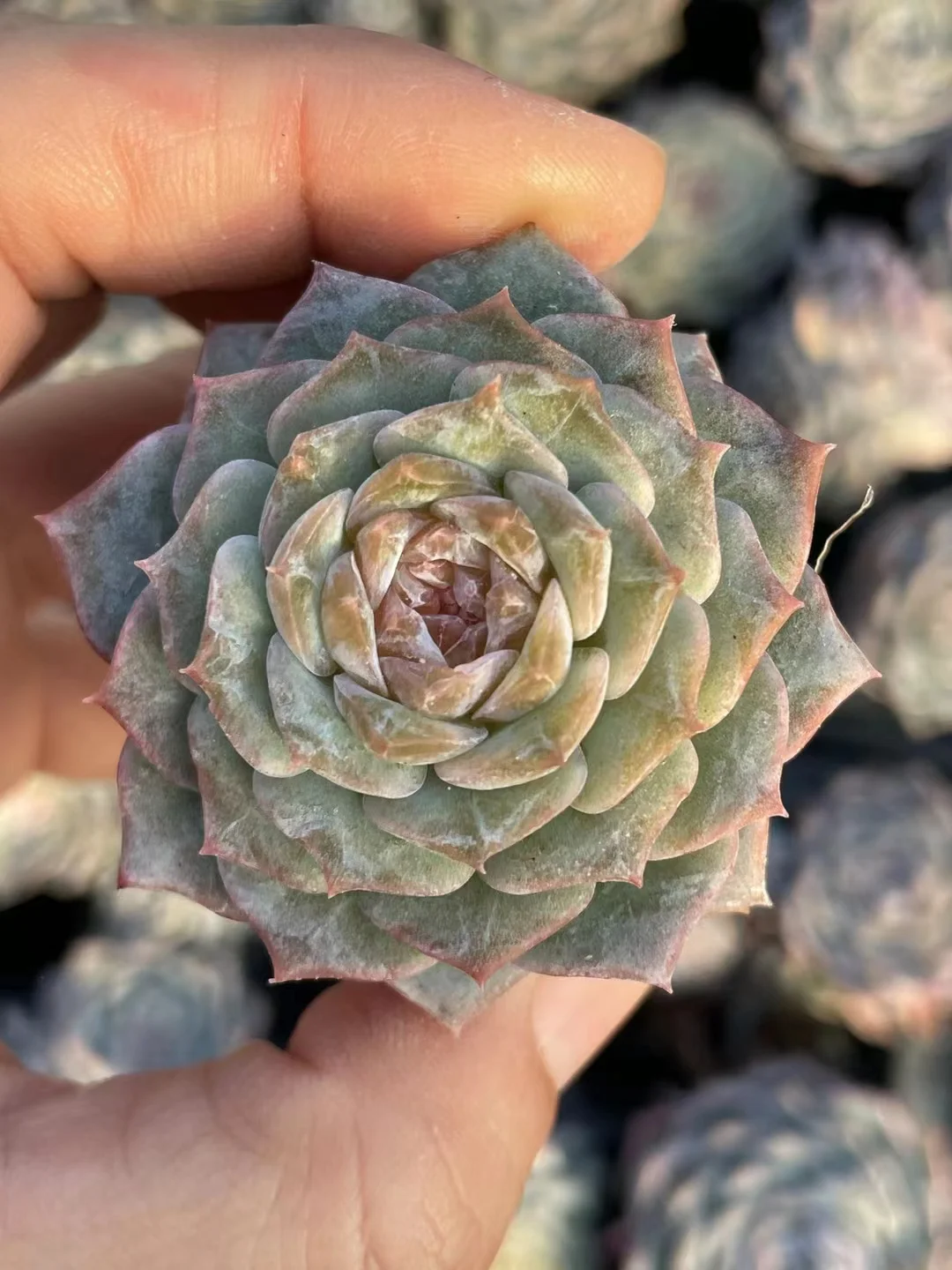 plant Aeonium Echeveria Haworthia  Caudex  Lithops Cactus  Agave 