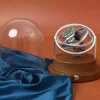 Wooden Gyroscope Watch Winder with Box